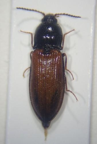 Calambus bipustulatus